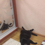 Catita Axelrad