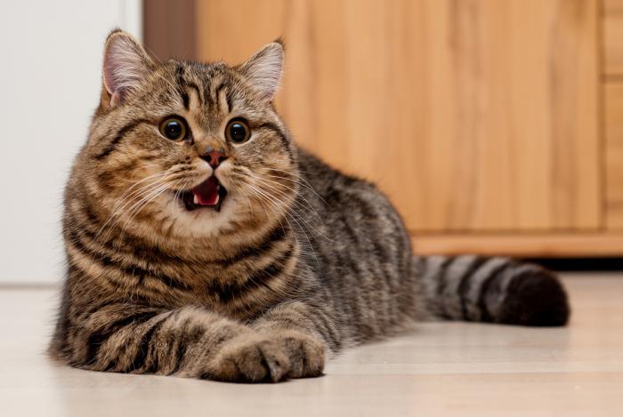 bv0