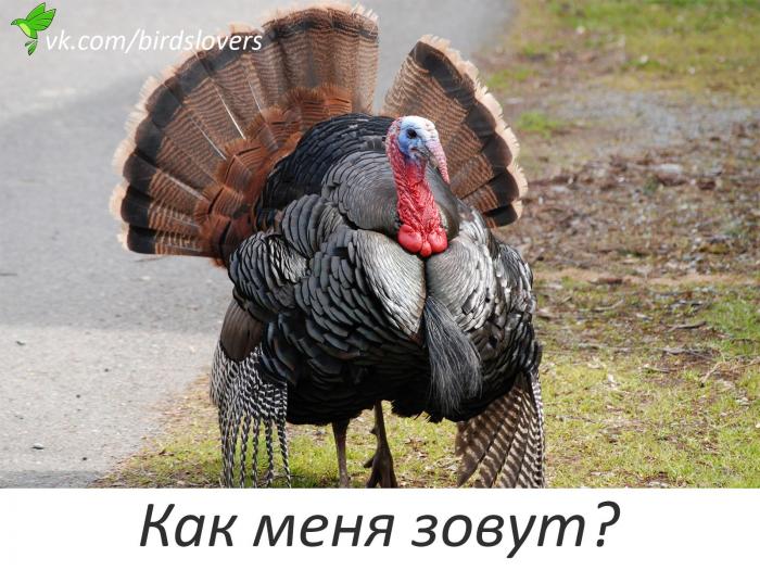 индюк Алдар